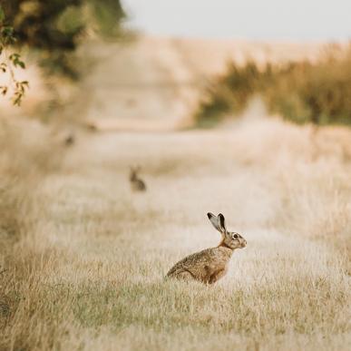 vandreruten Kaninoen på Endelave i Destination Kystlandet 