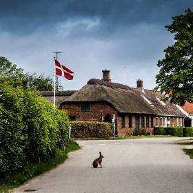 Wild Rabbit on Endelave