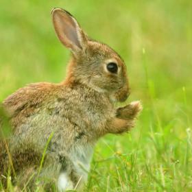 Rabbit in Endelave, Island of the Year