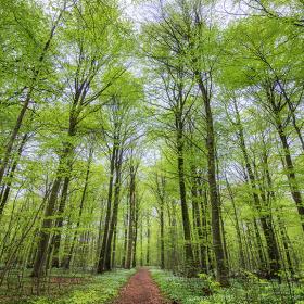 Treetops in Boller Forest near Horsens