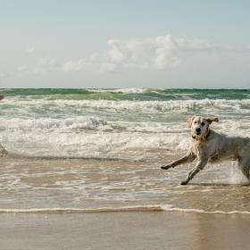 Mand i badeshorts i vandkanten med lys labradoMan in swimming shorts on the water’s edge with light Labrador dogrhund